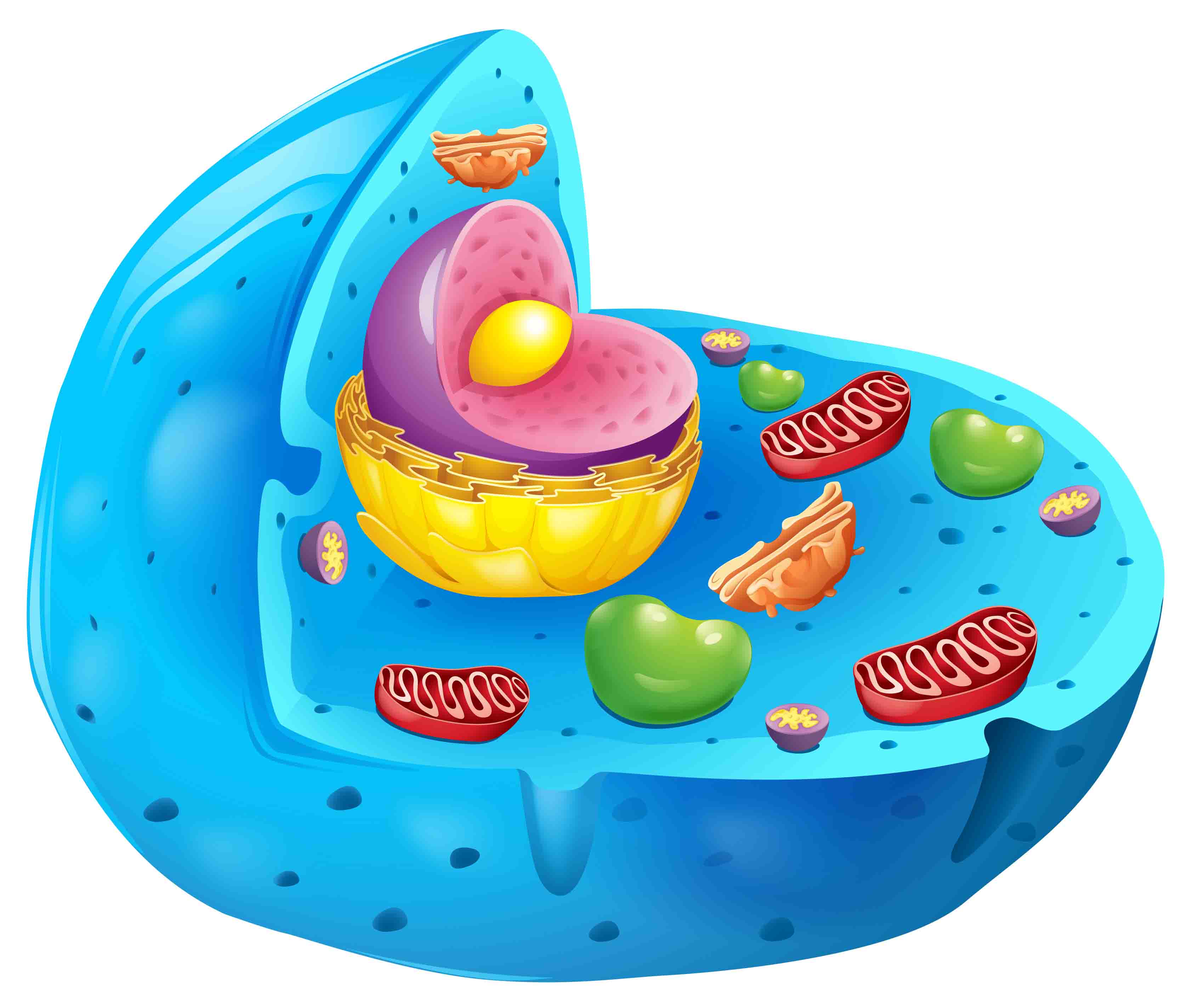 illustration of a mammalian cell