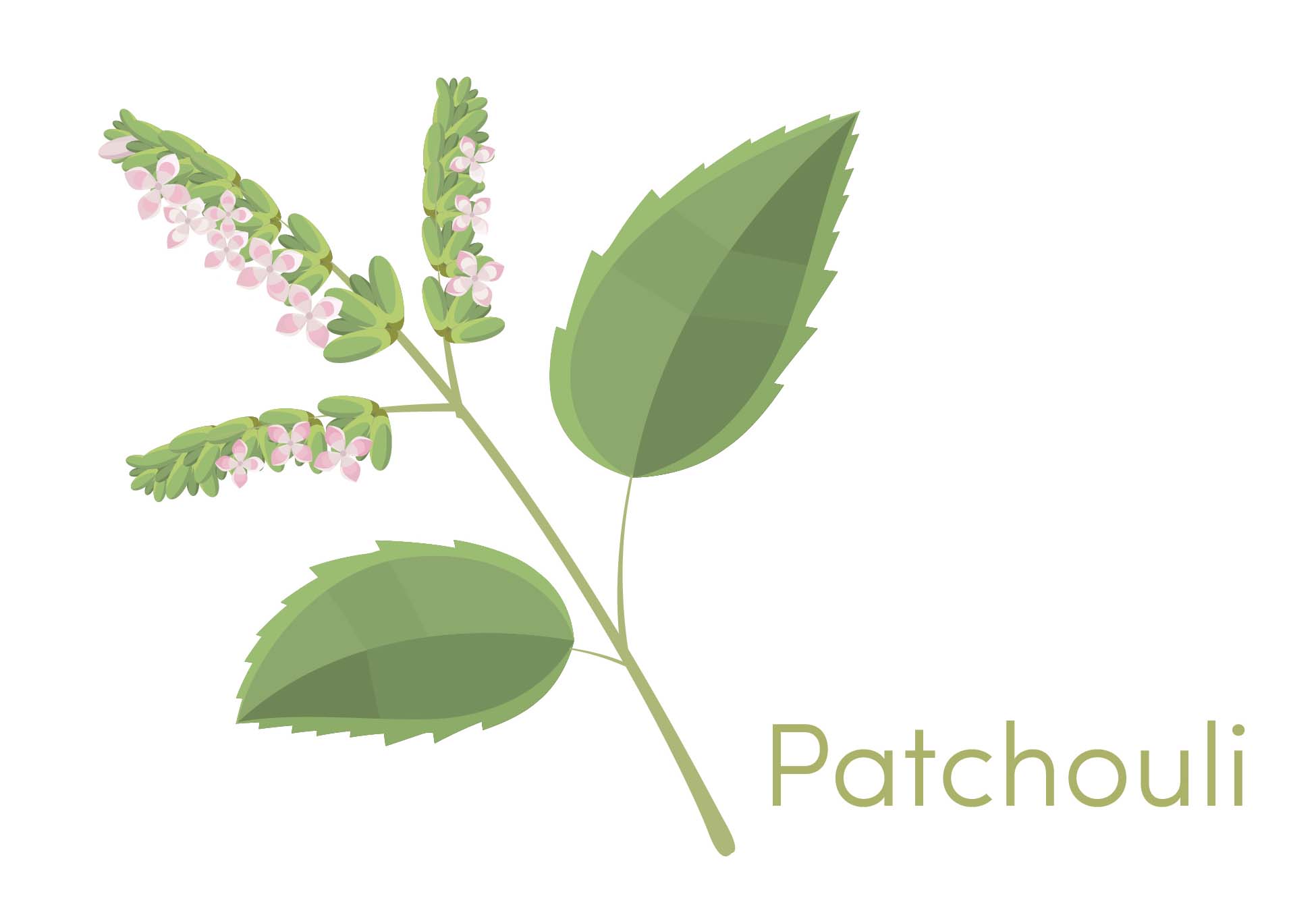 illustration of the patchouli leaf